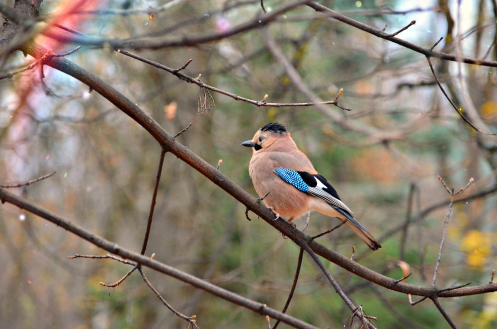 Райская птичка...