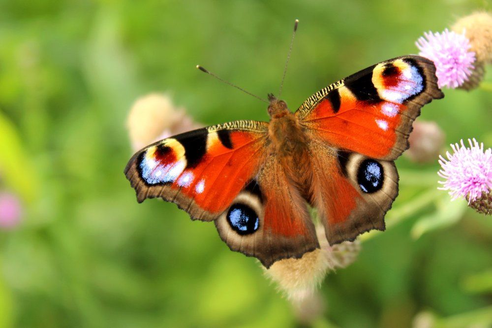 Павлиний глаз