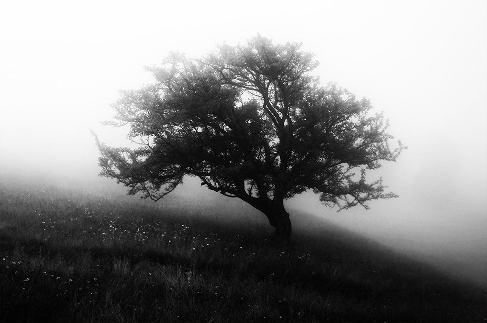 на лугу в тумане сизом