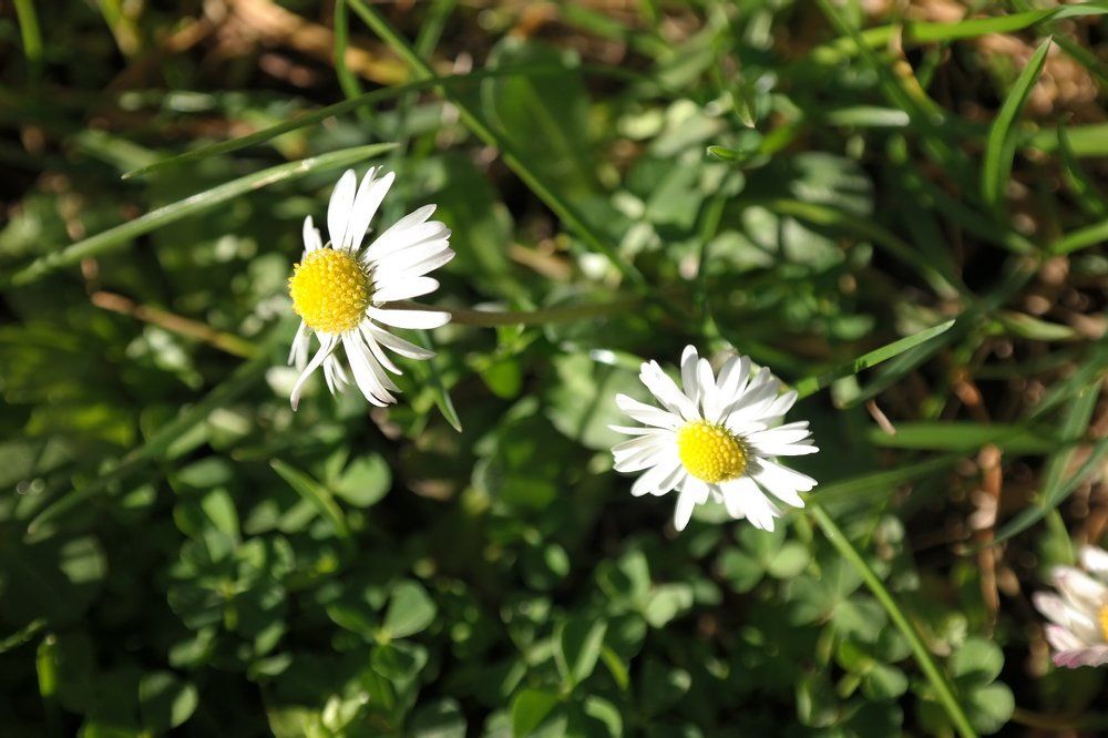 Первые цветы