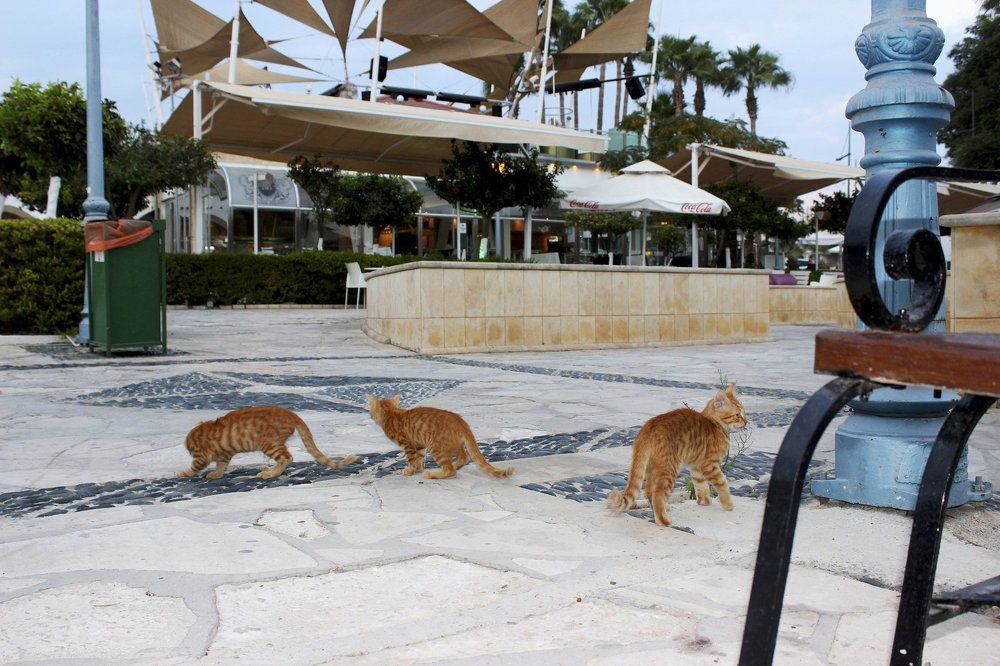 Трое из ларца одинаковых с лица