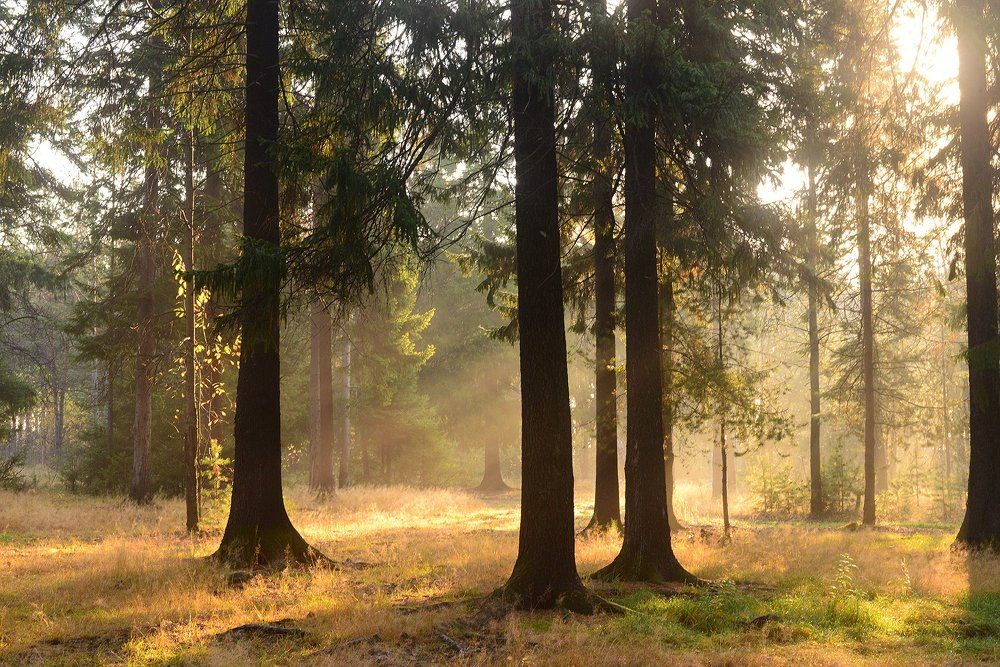 "Пробуждение"