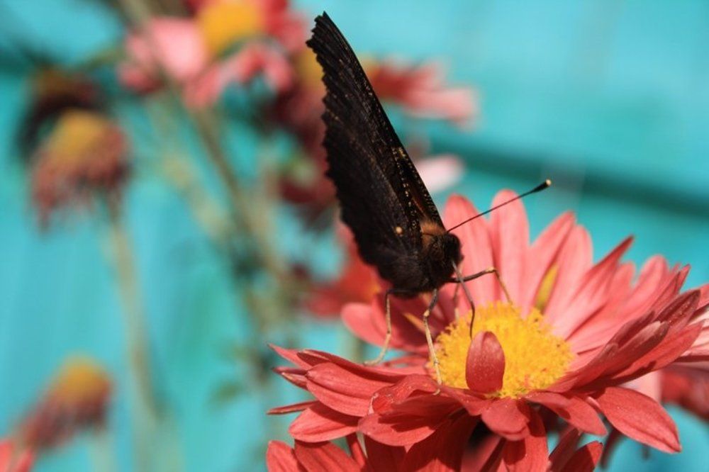 Бабочка на цветке