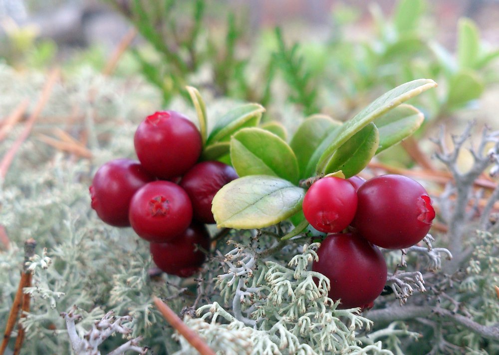 Лесные витаминки.