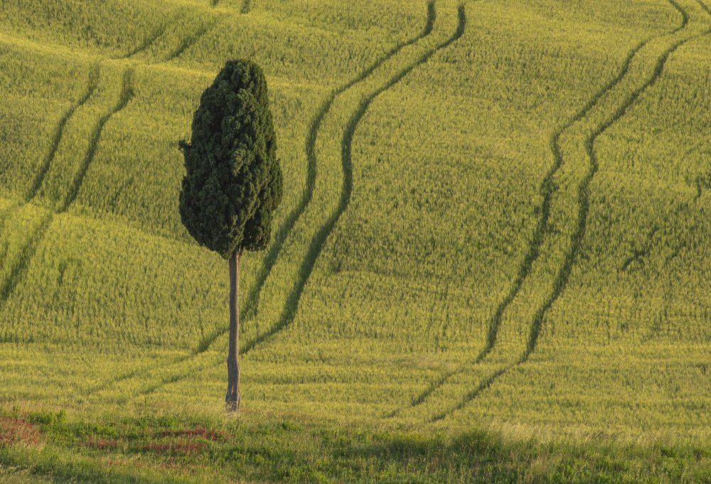 Тосканский кипарис