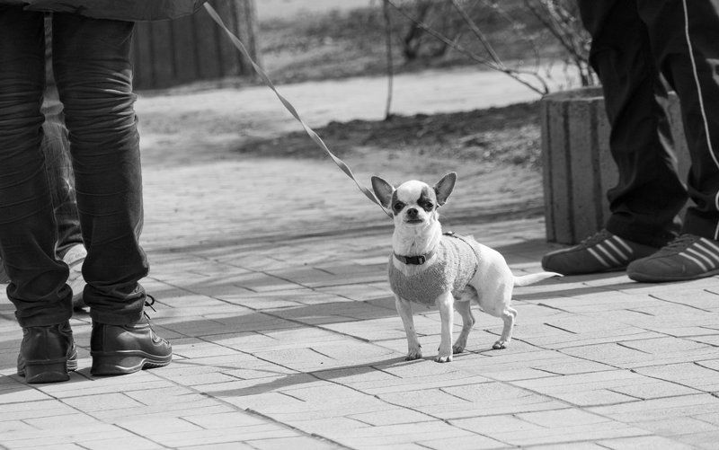 алешка, Ukraine