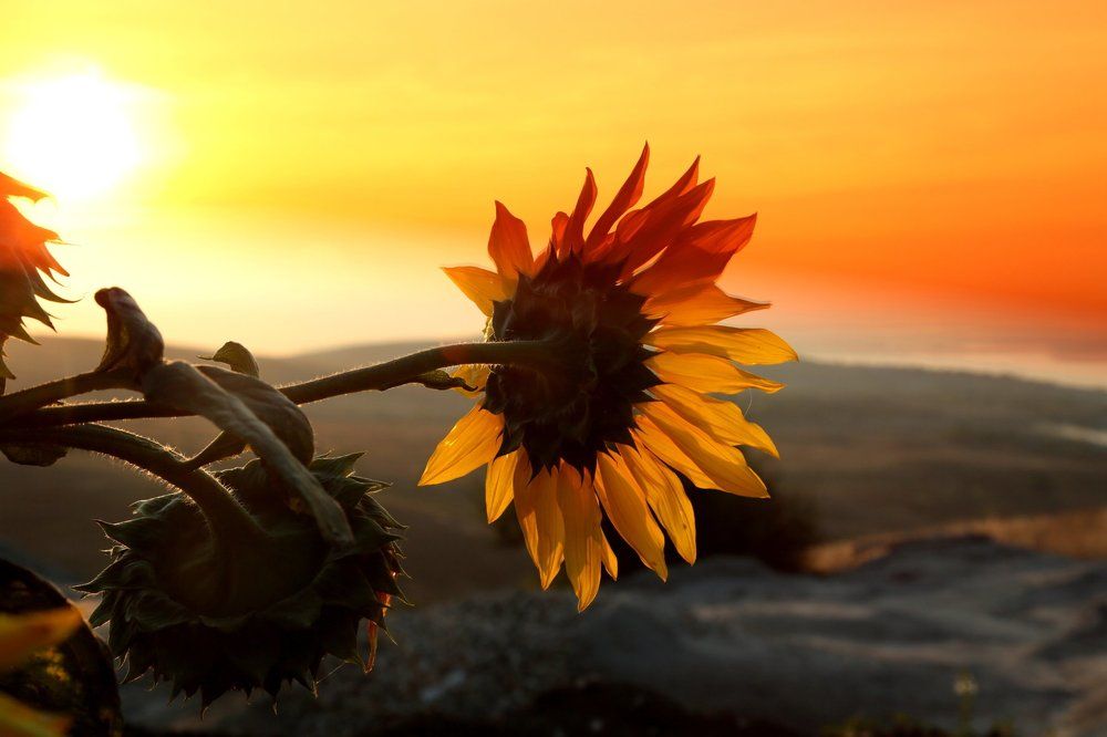 Утро на Волге