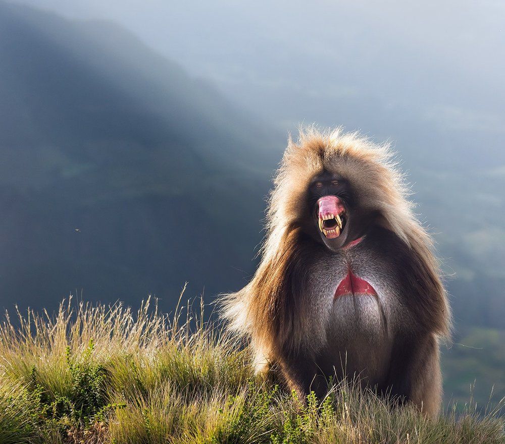 Гелада бабун