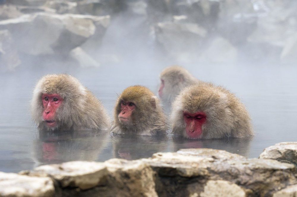 Банный день