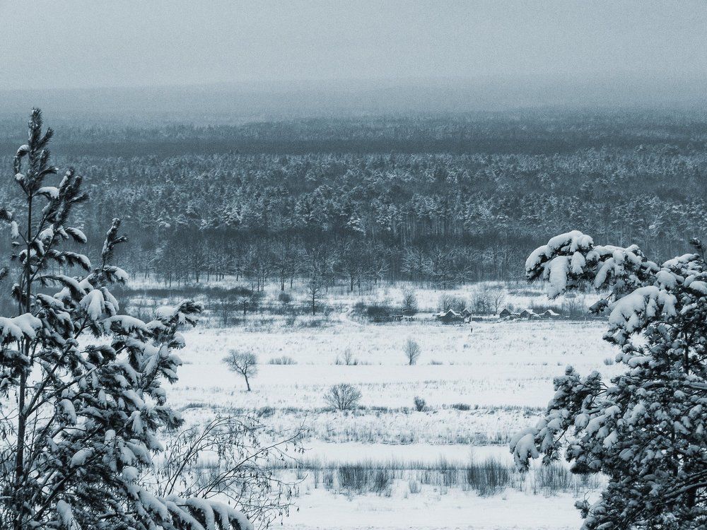 Взгляд с высоты сосен.