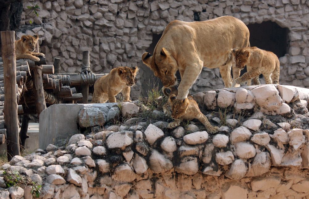 Lioness Cubs in Lucknow Zoo