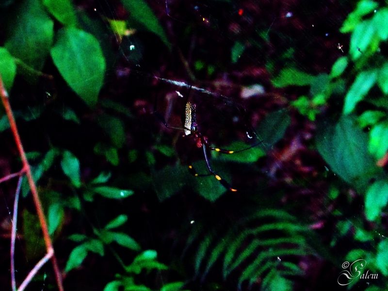 Luan Campelo, Brazil