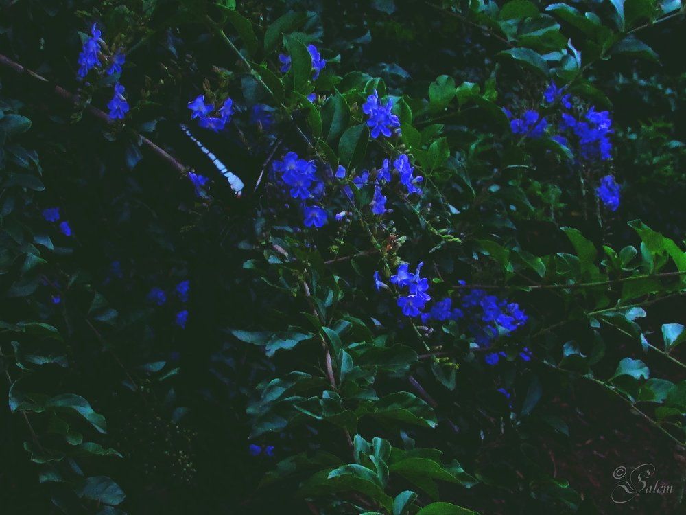 A Night in the Forest