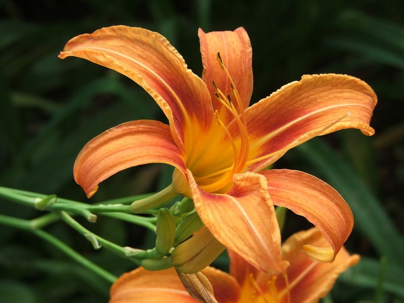 Александр Цуканов, Russia