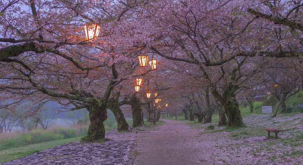 Вечерняя сакура