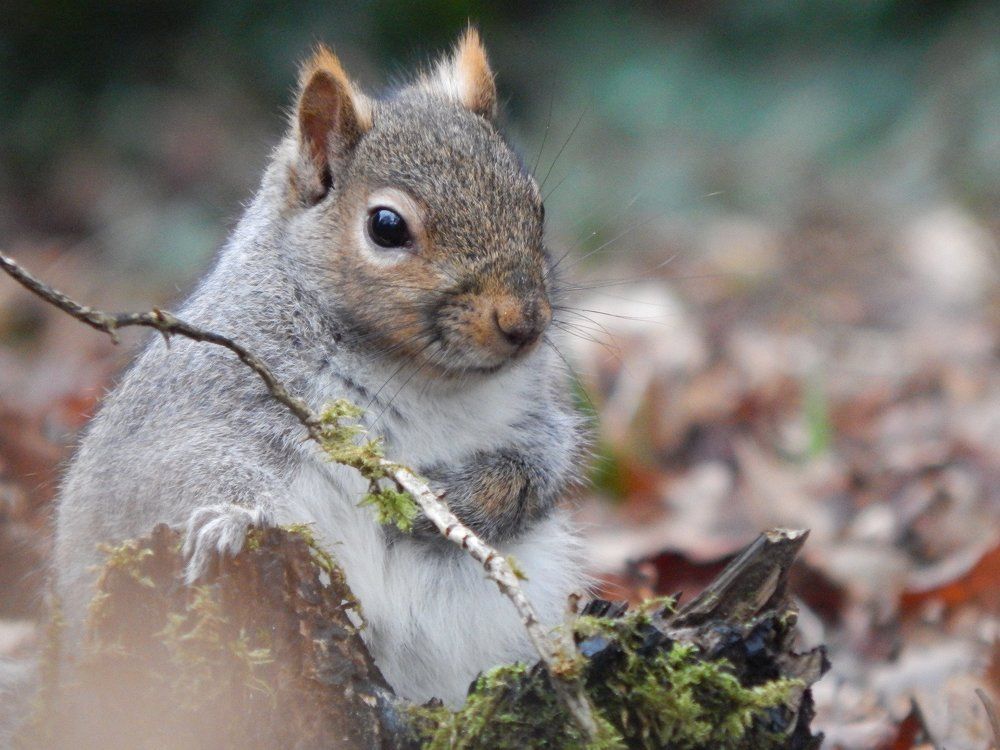 Squirrel