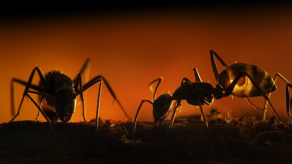 Однажды на закате