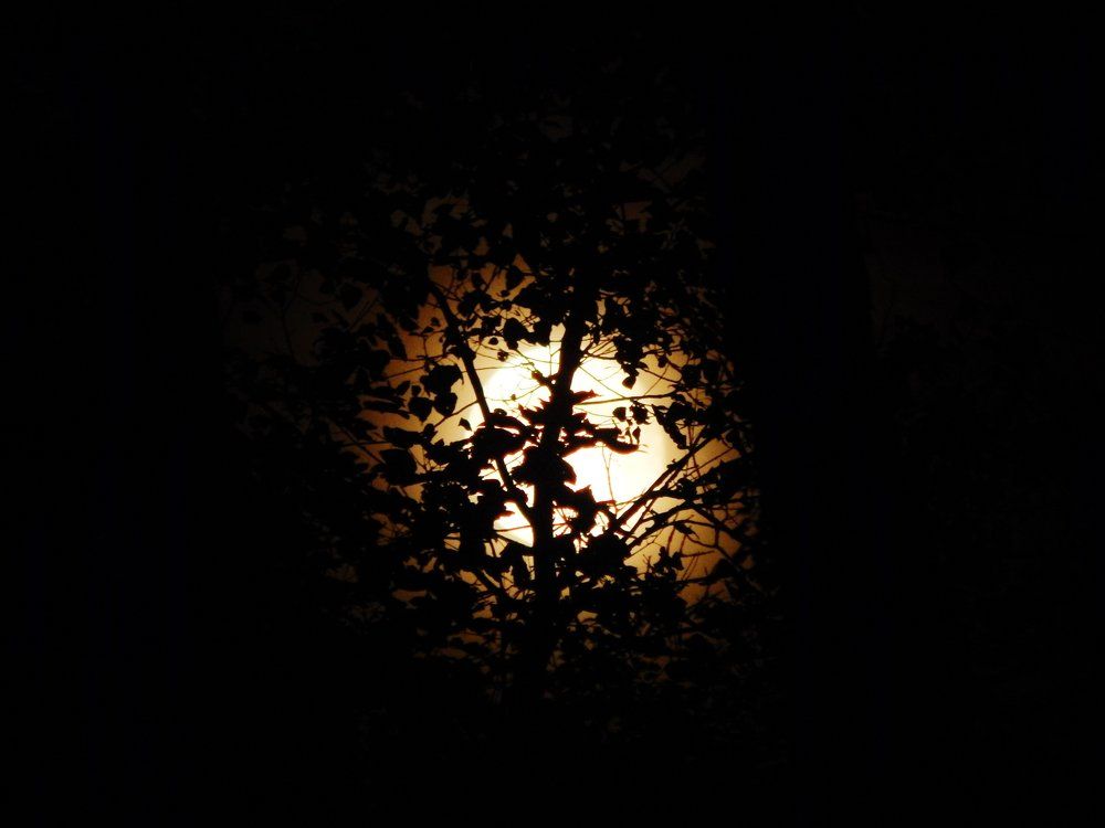 Moonlight