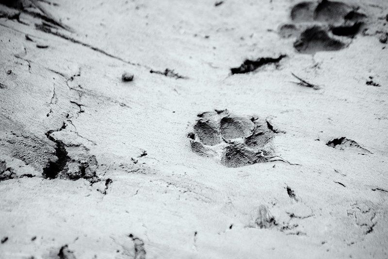 thiago gimenes, Brazil