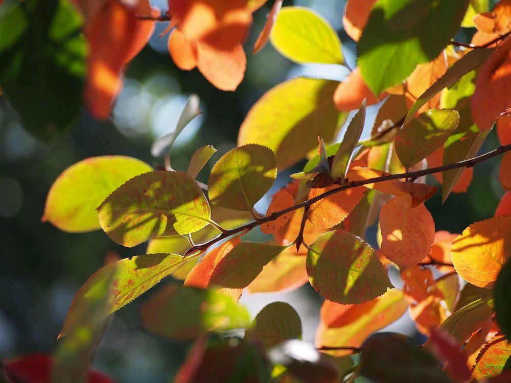 Осенний витраж