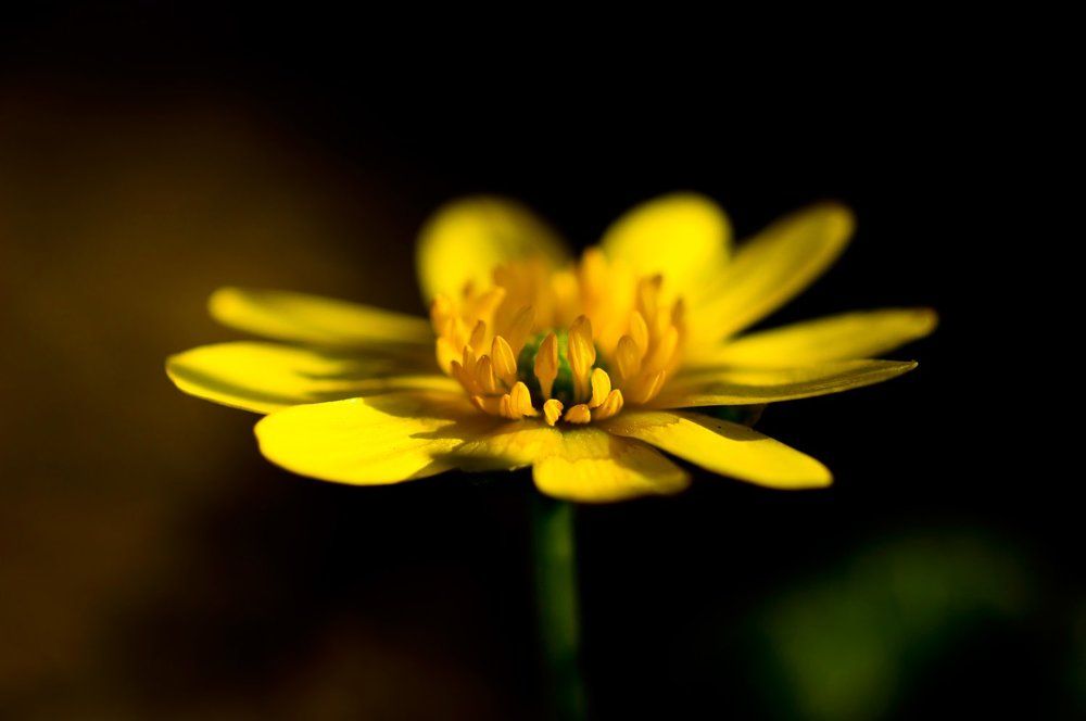 Калужница Болотная