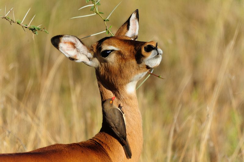 Alexey Tishchenko, Russia