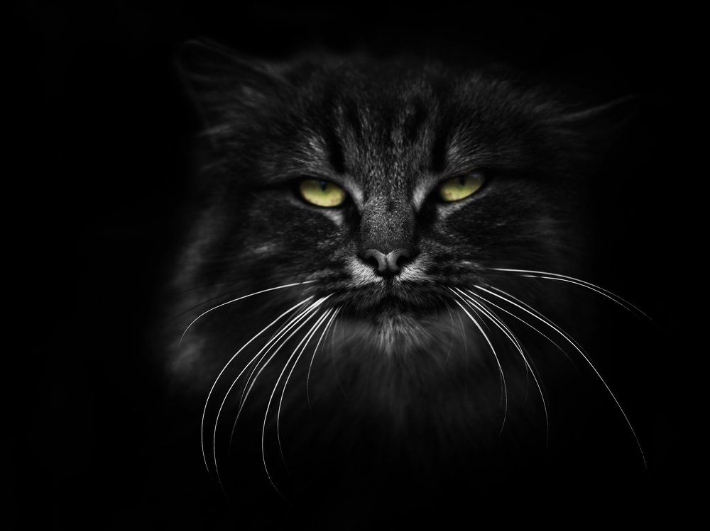 Достоинство дворового кота