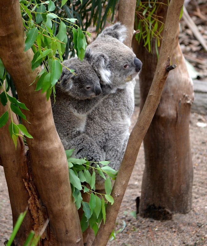 Alfred A Arnold, Australia