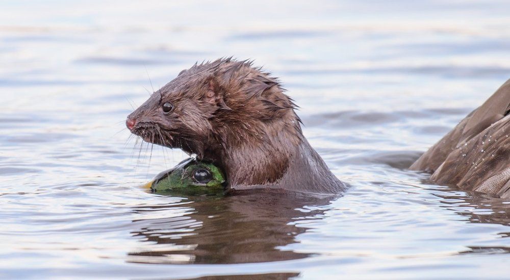 American Mink riding the Mallard