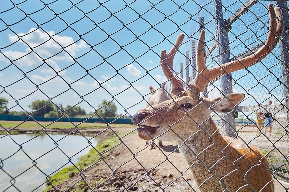 От улыбки станет всем светлей
