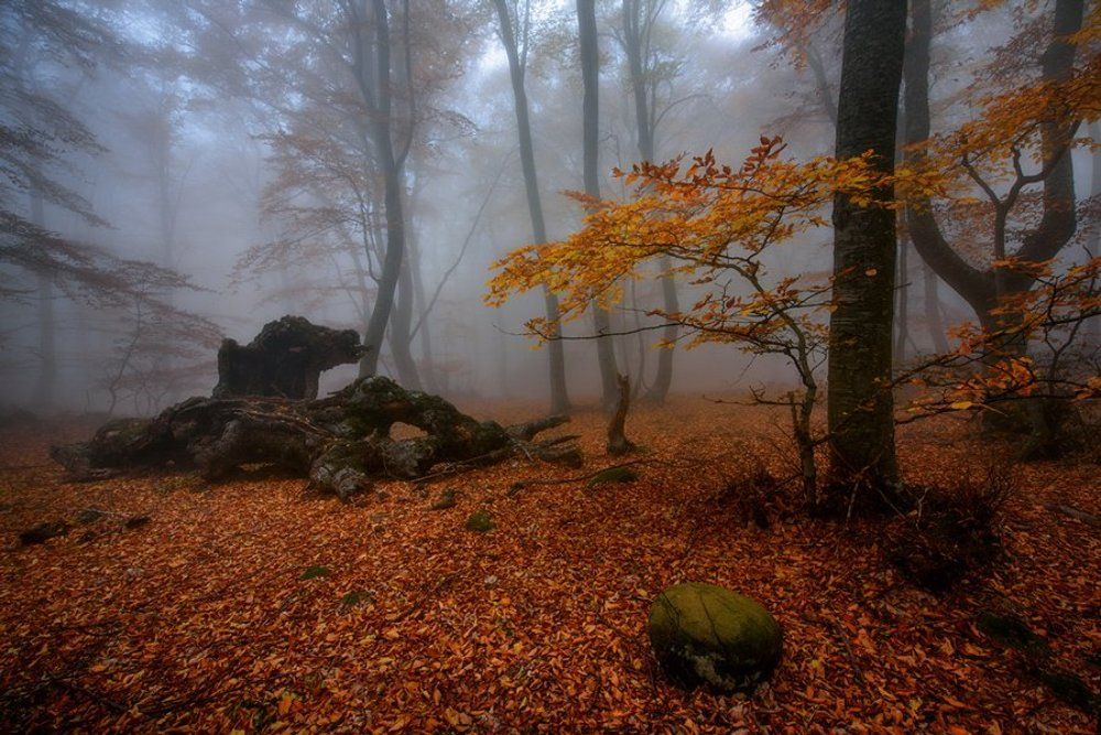 В гостях у дракона