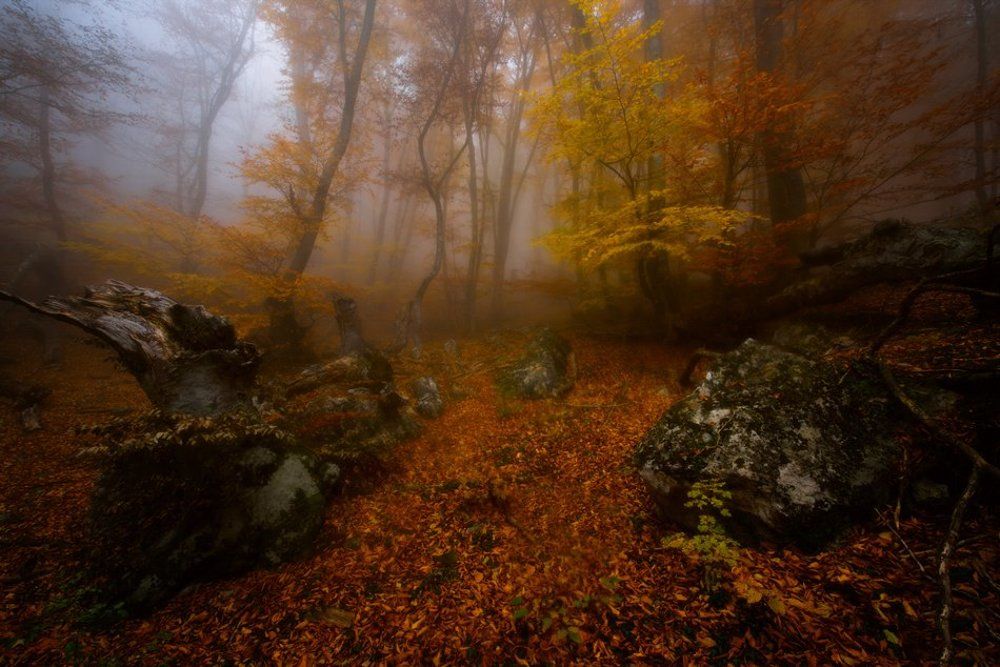 И был хаос...Насквозь пропитанный туманом...