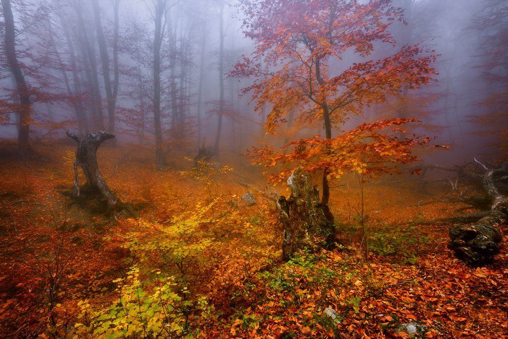 В гостях у сказки II