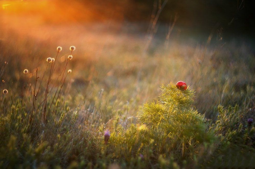 Пробуждение