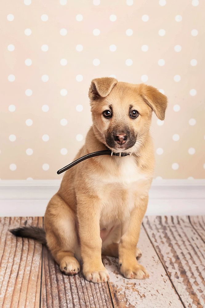 Фотография автора Ману Фалько