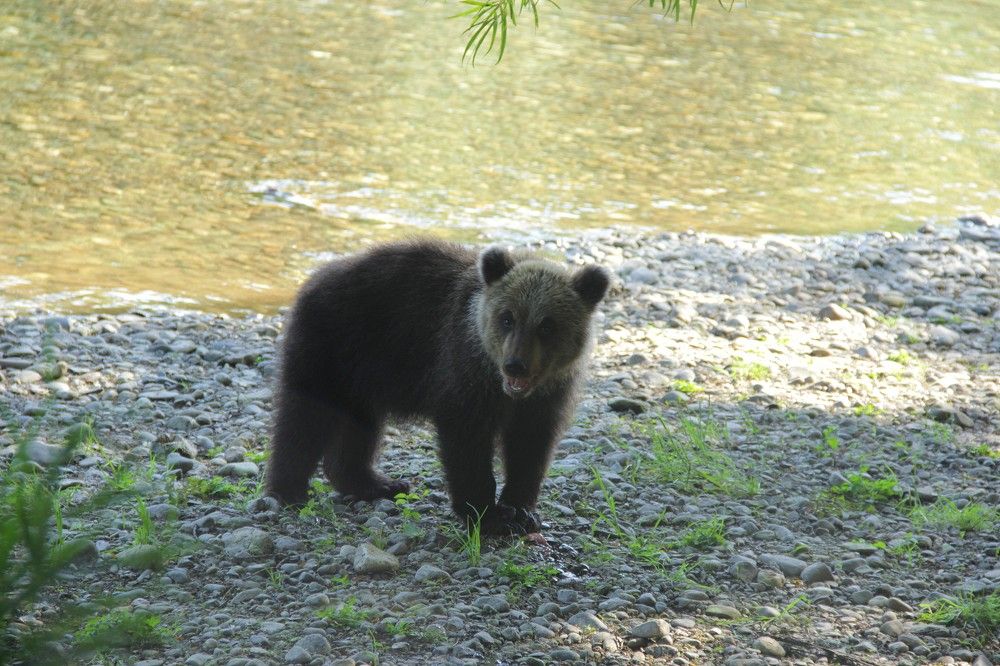 Юный хозяин тайги.