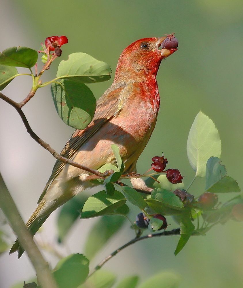 Ирга на завтрак