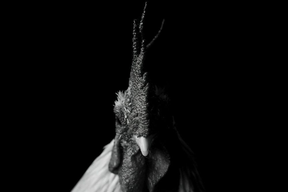 Photograph by Masoud Nikookalam