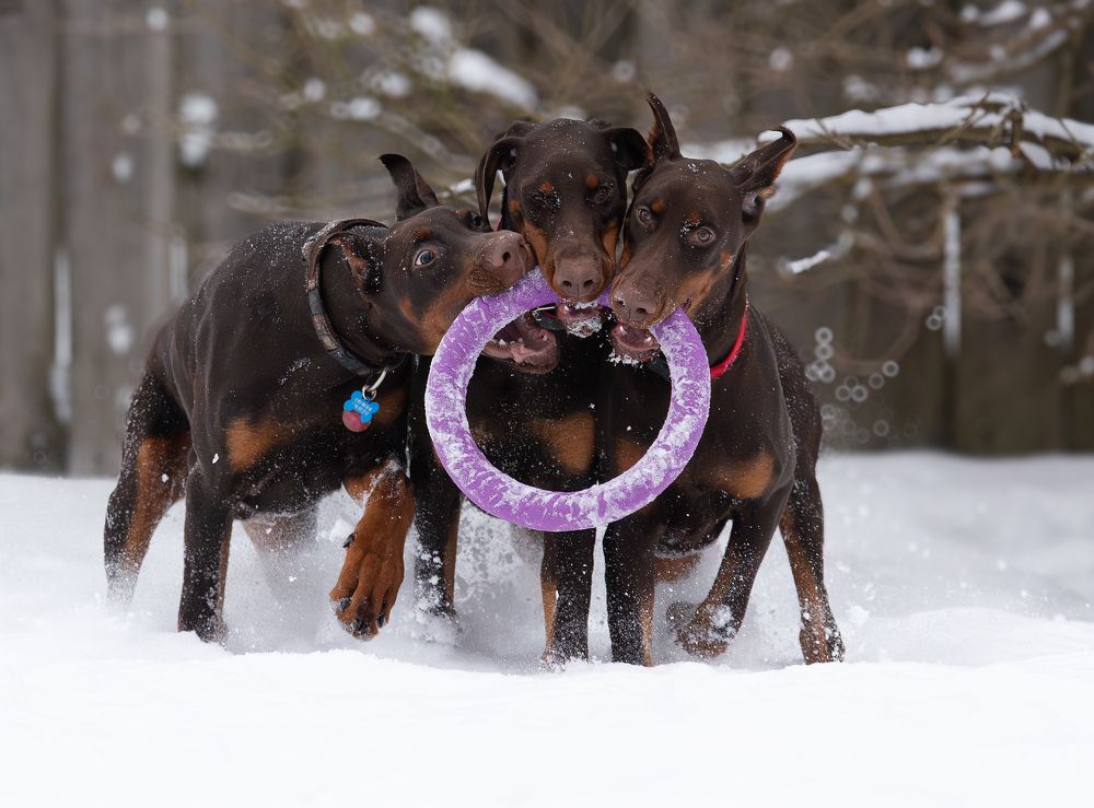 Photograph by Юлия Болдинова