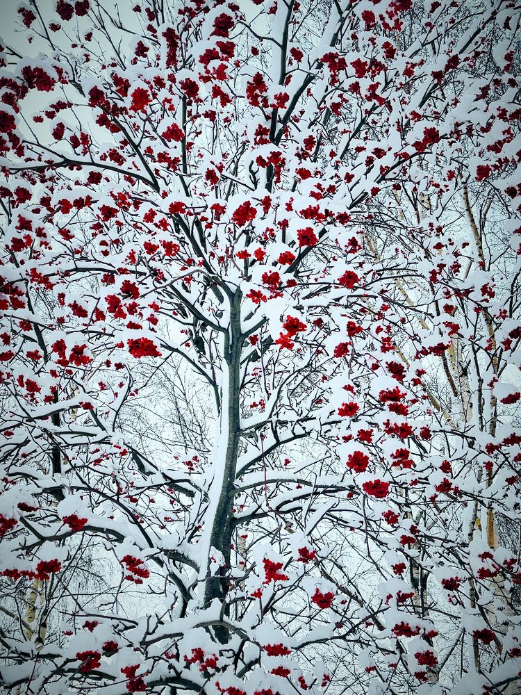 Рябиноберёзы