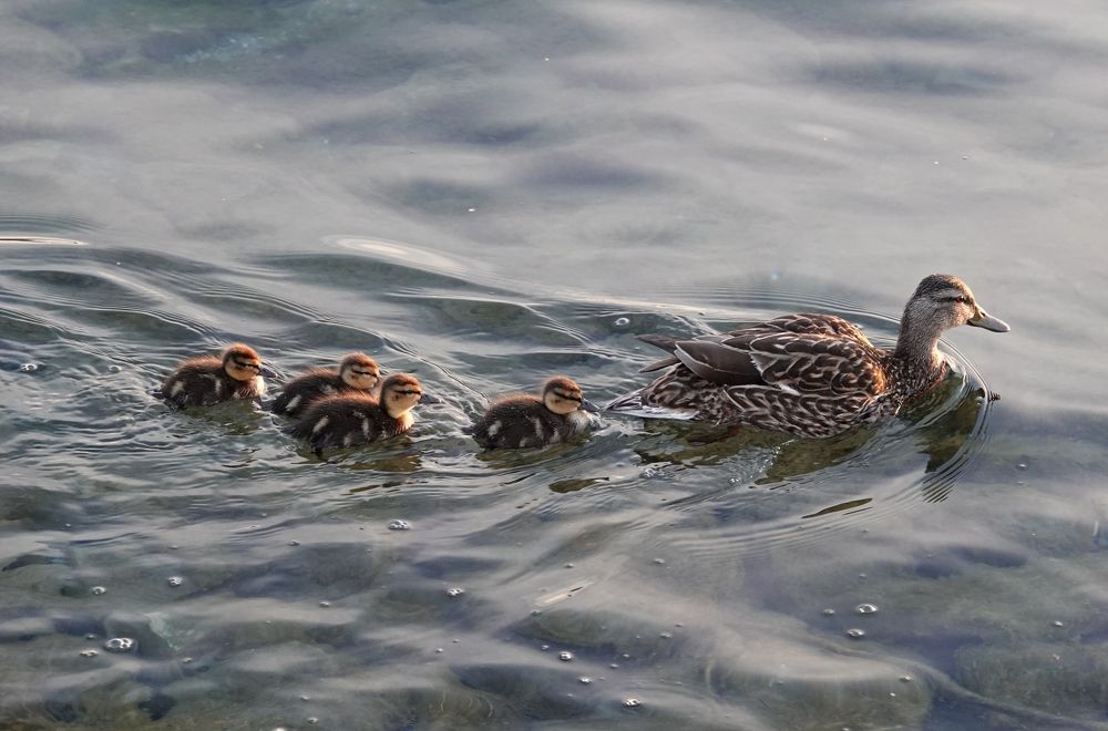 Duck family