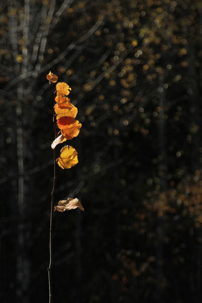 Photograph by Гагик Мхитарян