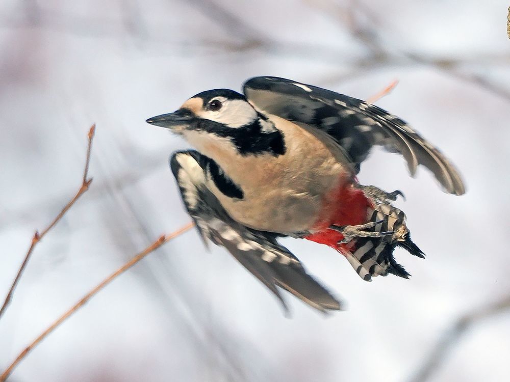 Photograph by Духанин Сергей