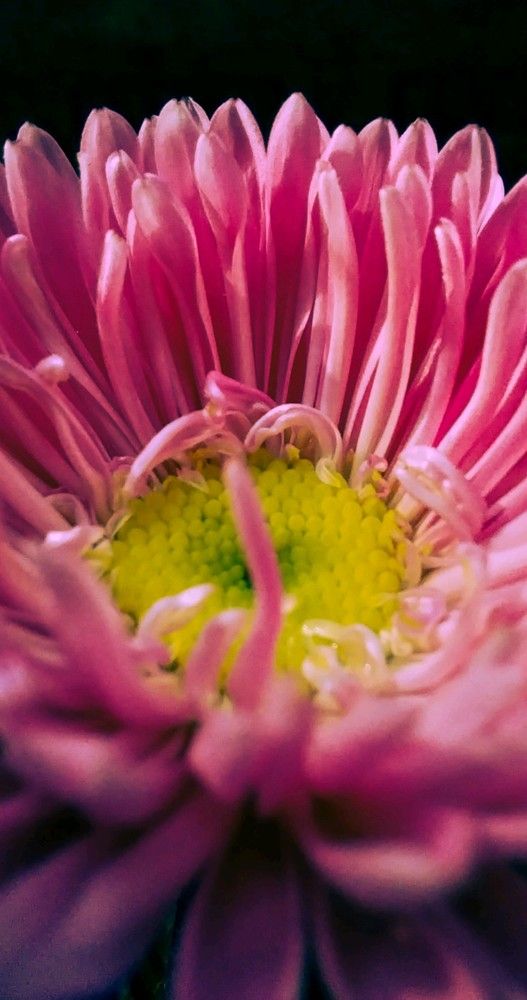 Photograph by BHASKAR DAS