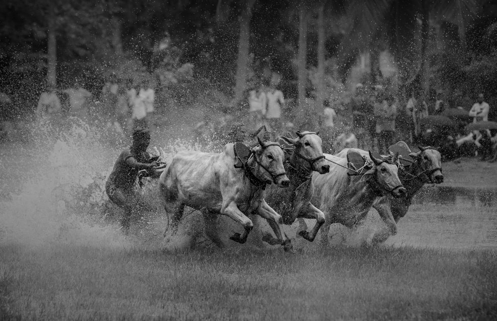 The Race of Celebration