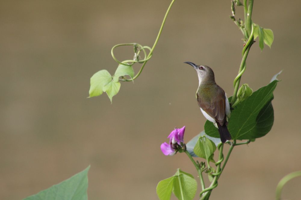 Фотография автора Malay Swarnakar