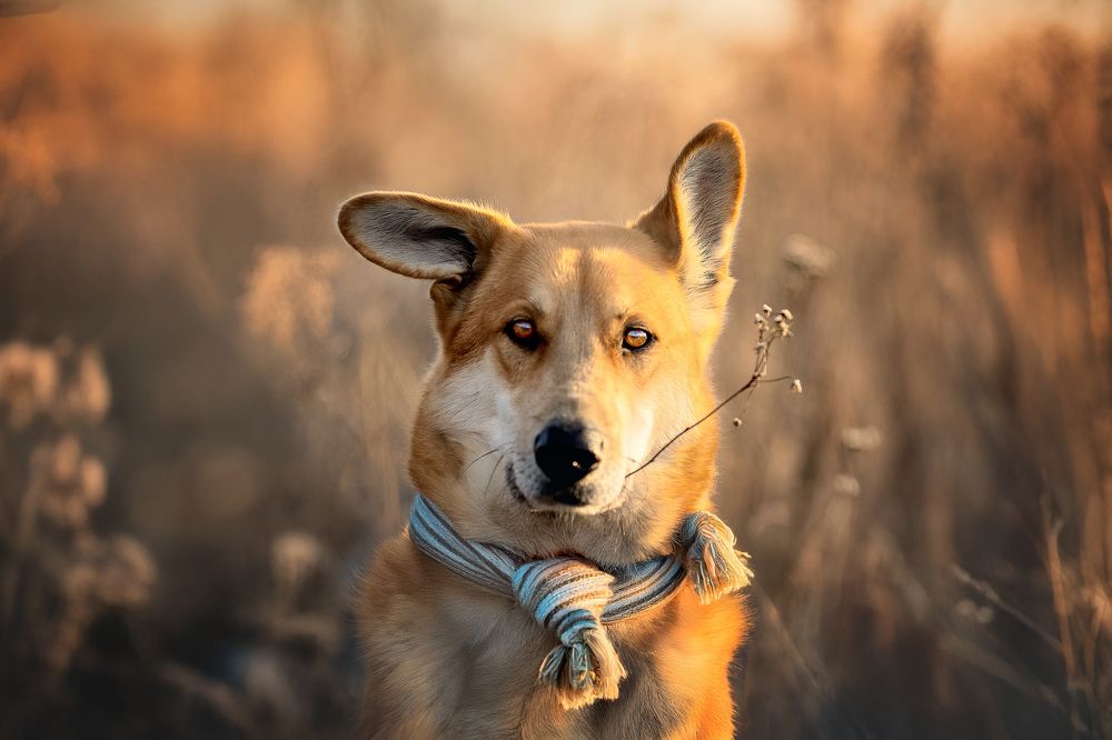 Photograph by Самусенкова Елена