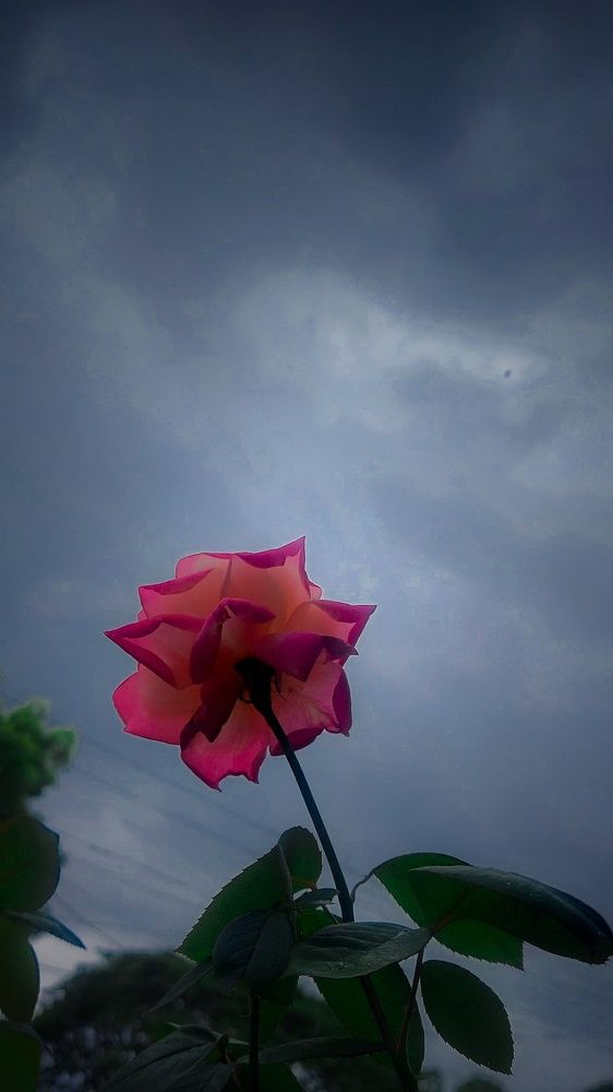 Photograph by Rutuja Shinde