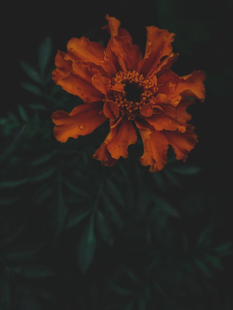 Photograph by Rutuja Shinde