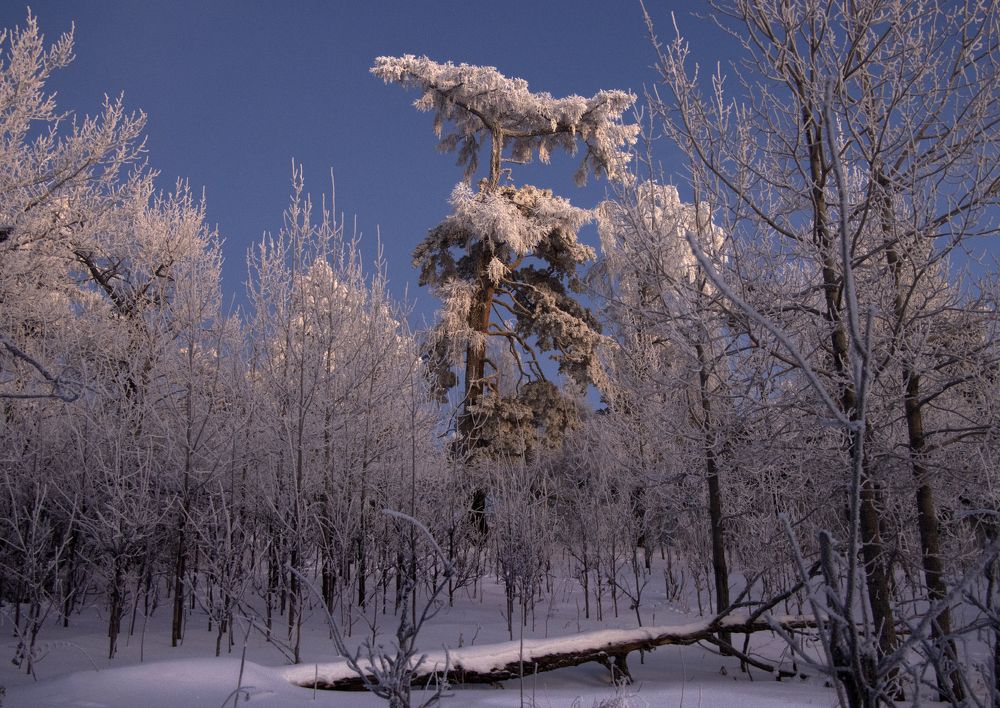 Контрасты зимнего вечера